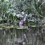Beaver Edens Garden 20 juli 2012 nr2