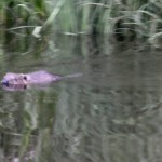 Beaver Edens Garden 20 juli 2012 nr3