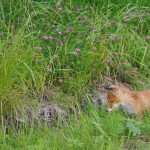 Fox Edens Garden 14 july 2012 nr1