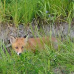 Fox Edens Garden 14 july 2012 nr2