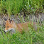 Fox Edens Garden 14 july 2012 nr4