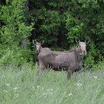 Moose and calf Edens Garden nr2
