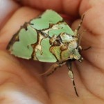 Colostygia pectinataria Not Sure