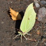 Gonepteryx rhamni Edens Garden nr1