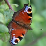 Inachis io Edens Garden nr1