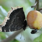 Nymphalis antiopa Edens Garden nr1