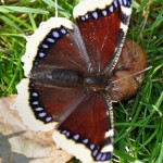 Nymphalis antiopa Edens Garden nr2