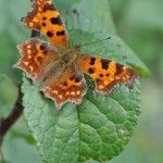 Polygonia c-album Edens Garden nr1