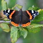 Vanessa Atalanta Edens Garden nr1