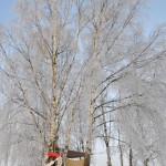 Kanostijger Edens Garden Winter nr1