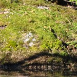 Beaver 24 april 2011 03