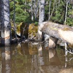 Bever april 19 2011 03