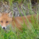 Fox Edens Garden 14 july 2012 nr3