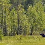Moose 2012-05-27 nr5