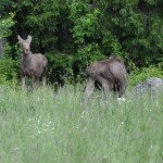 Moose and calf Edens Garden nr3
