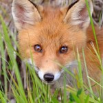Red Fox Edens Garden