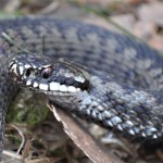 Vipera Berus nr5