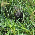 Wild Boar Edens Garden 18 aug 2012 nr1