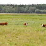 Herfords Svartadalen 29 july 2012 nr1