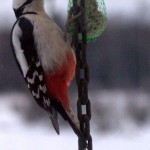 Woodpecker