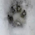 705341_454803384566026_1960487968_o