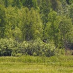 Moose 2012-05-27 nr4