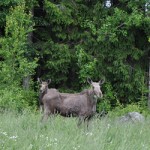 Moose and calf Edens Garden Intro