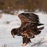 foto_ornarflackebo128