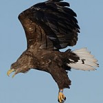 White tailed Eagle