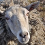 Sheep Molly is so sweet!