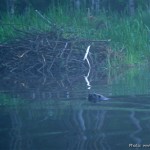 Bäversafari (+ Utter m.m.) - kvällstur / Beaver Safari tour (+ Otter etc) - evening.