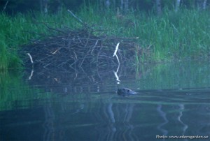 Bäversafari (+ Utter m.m.) - kvällstur / Beaver Safari tour (+ Otter etc) - evening.