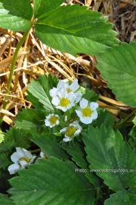 Edens Garden Aardbei nr1