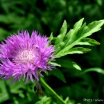 Edens Garden Aster nr1