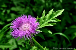 Edens Garden Aster nr1