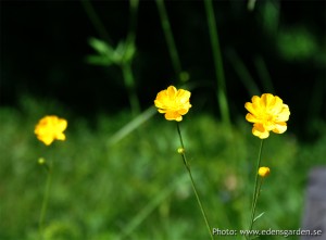 Edens Garden Boterbloem nr1