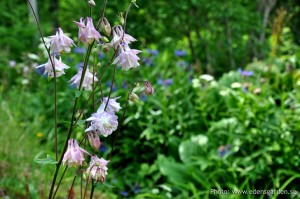 Edens Garden Elfenhoedjes nr1