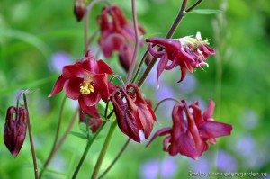 Edens Garden Elfenhoedjes nr2