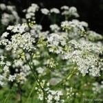 Edens Garden Fluitekruit nr1