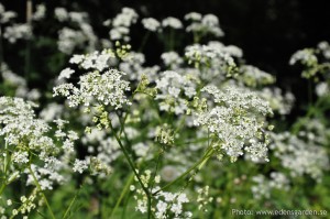 Edens Garden Fluitekruit nr1
