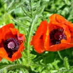 Edens Garden Klaproos nr1