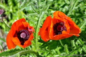 Edens Garden Klaproos nr1