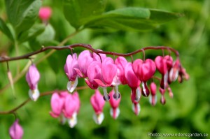 Edens Garden Leonheart nr1