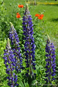 Edens Garden Lupine nr1