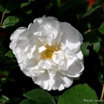 Edens Garden Roos nr1