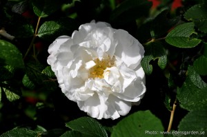 Edens Garden Roos nr1