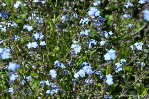 Edens Garden Vergeet mij niet nr1