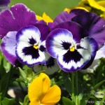 Edens Garden Viool nr1