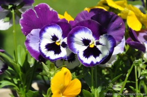 Edens Garden Viool nr1