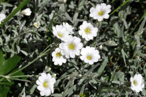 Edens Garden Weet ik niet nr1